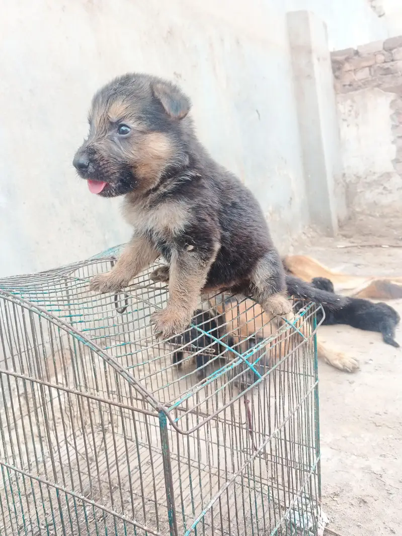 German shepherd dog, German shepherd puppies, — photo 4