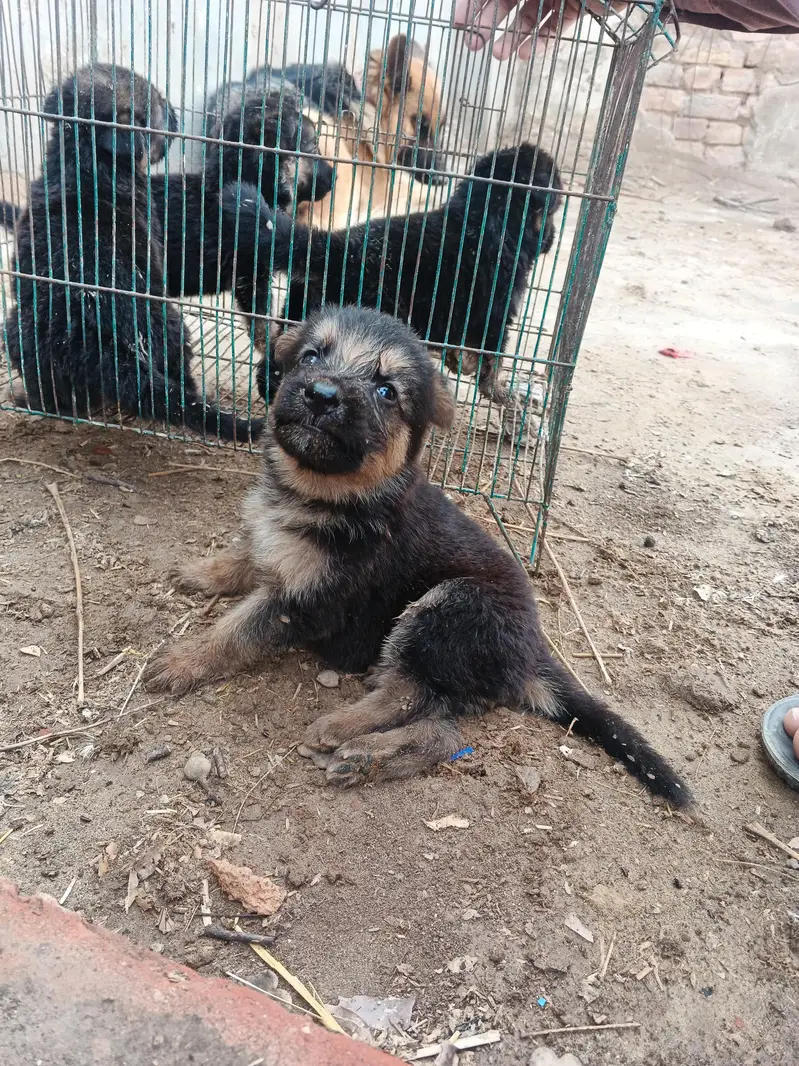 German shepherd dog, German shepherd puppies, — photo 5