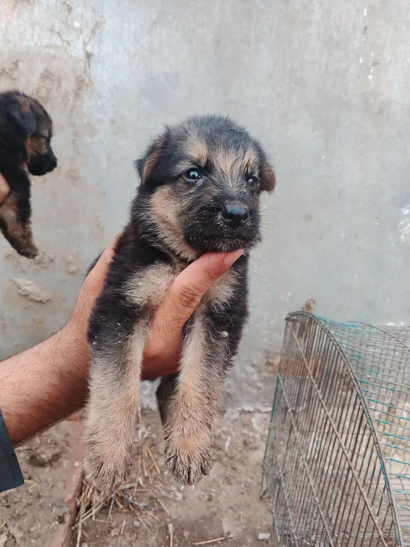 German shepherd dog, German shepherd puppies, — photo 6