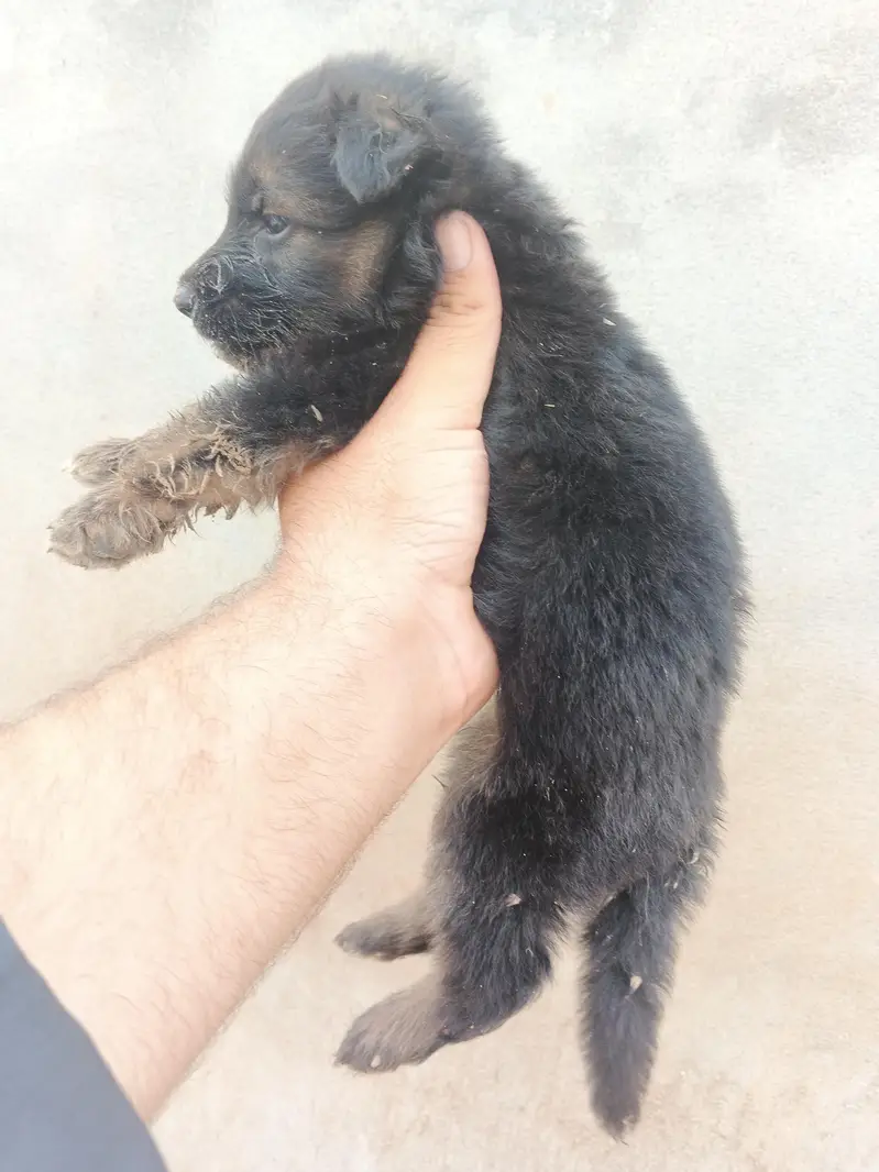 German shepherd dog, German shepherd puppies, — photo 7