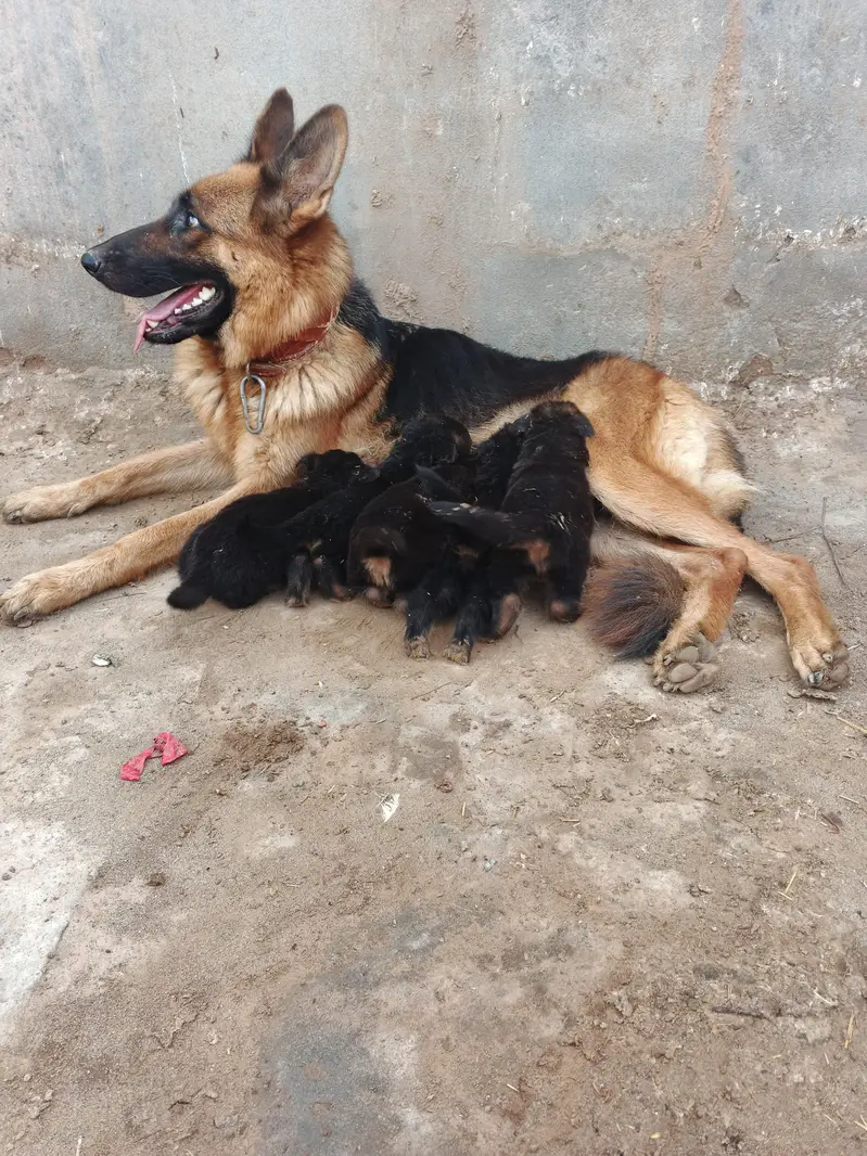 German shepherd dog, German shepherd puppies, — photo 8