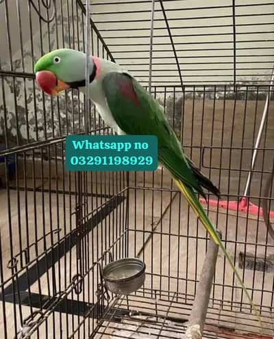 kashmiri raw parrot for 11 month age