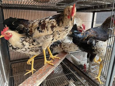 15 Hens for sale