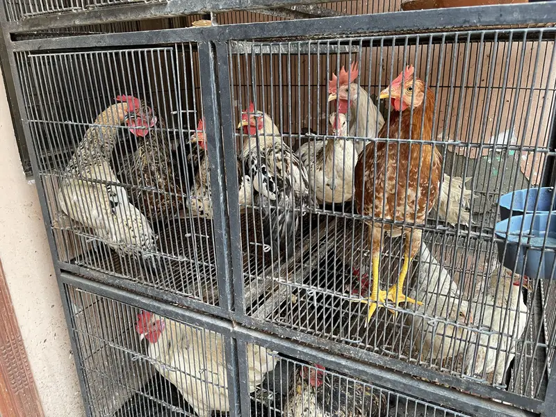 15 Hens for sale — photo 2