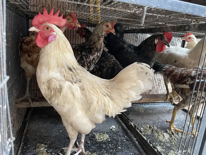 15 Hens for sale — photo 3