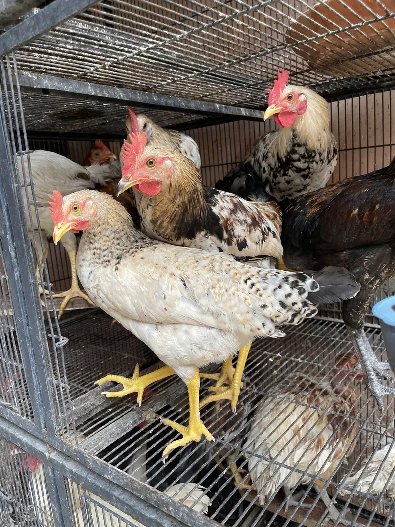 15 Hens for sale — photo 4