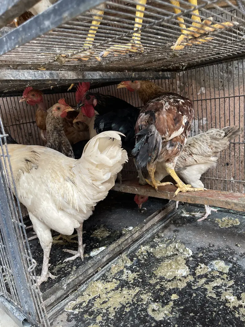 15 Hens for sale — photo 5