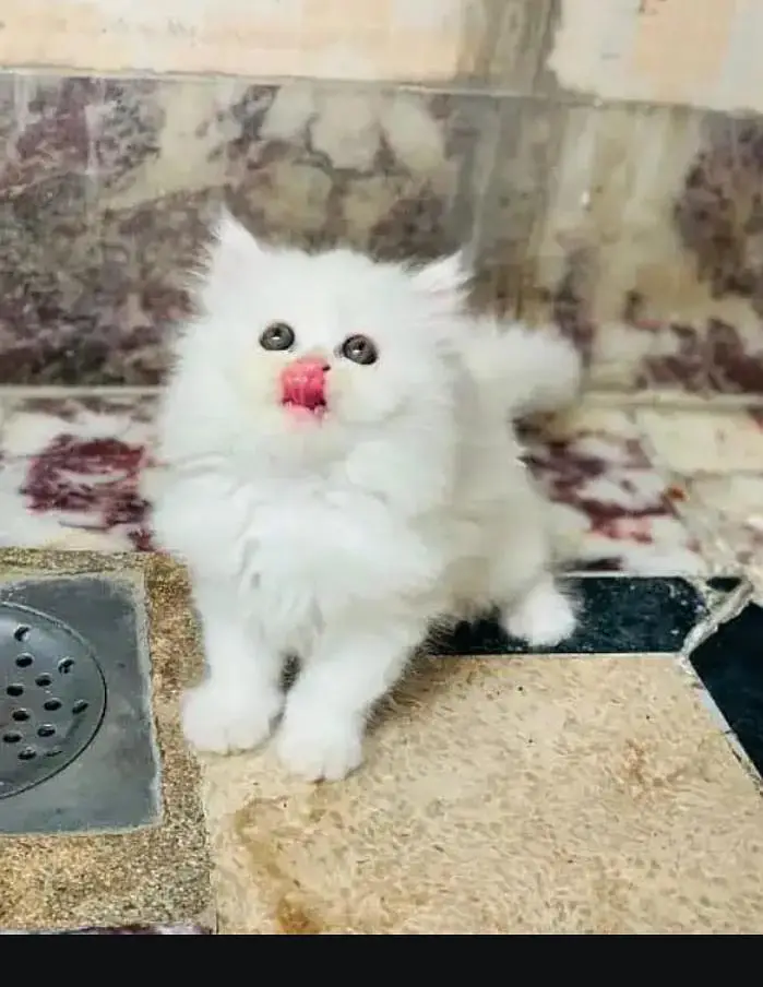 (Persian female kitten) (for sale all) (Pakistan delivery available) — photo 2
