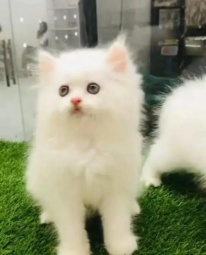 (Persian female kitten) (for sale all) (Pakistan delivery available) — photo 6