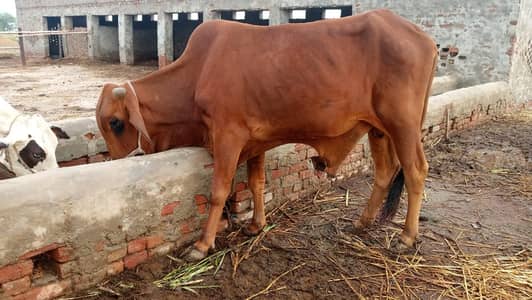 sahiwal breed