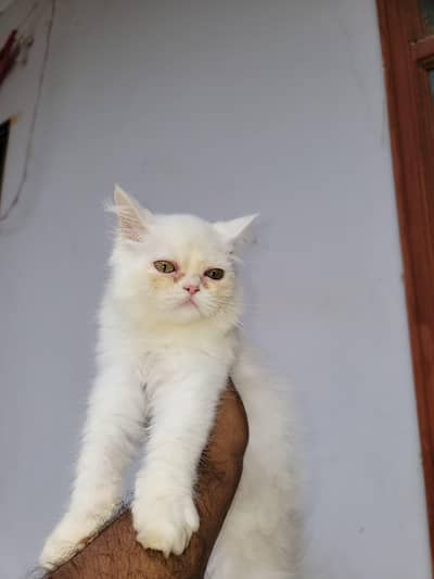 punch face near very heavy coated kittens