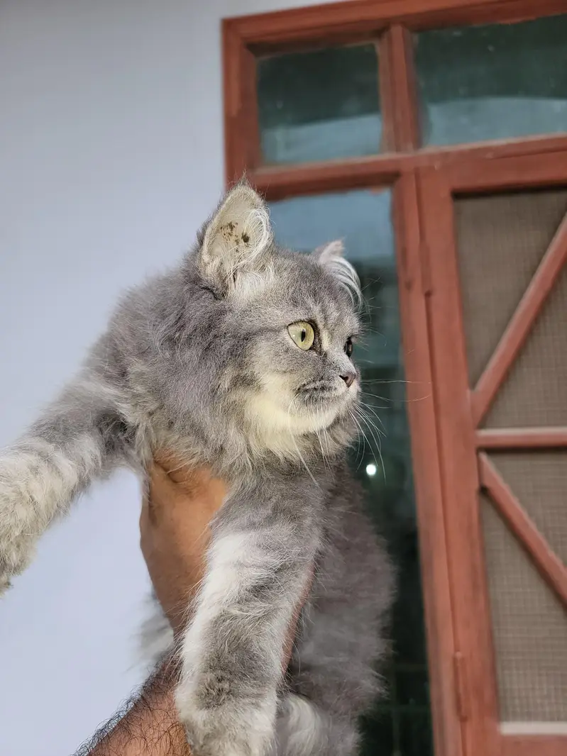 punch face near very heavy coated kittens — photo 3