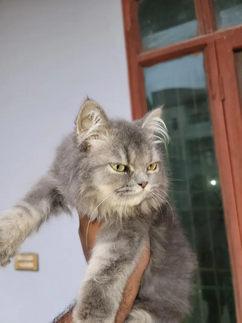 punch face near very heavy coated kittens — photo 4