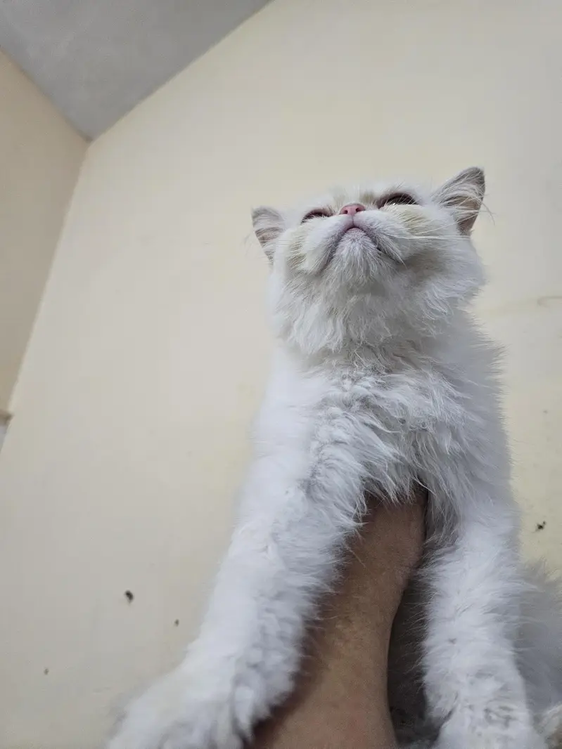 punch face near very heavy coated kittens — photo 5