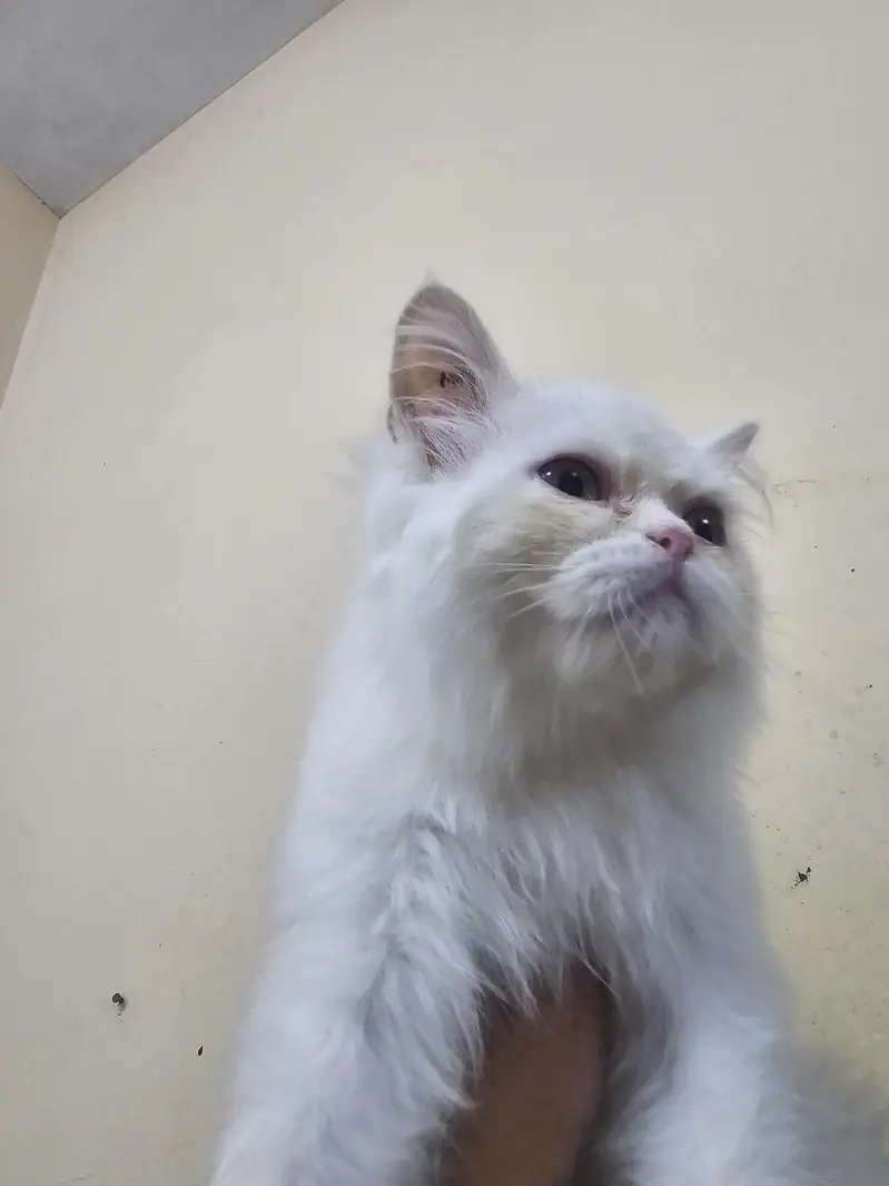 punch face near very heavy coated kittens — photo 6