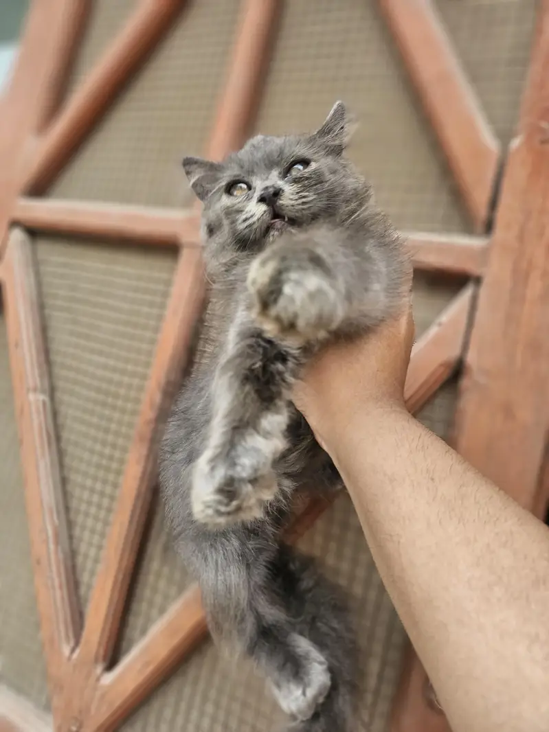 punch face near very heavy coated kittens — photo 7