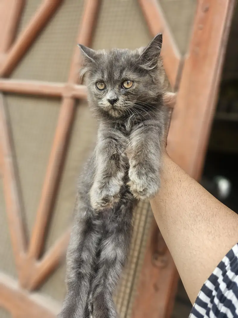 punch face near very heavy coated kittens — photo 8