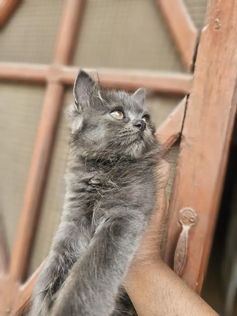 punch face near very heavy coated kittens — photo 9