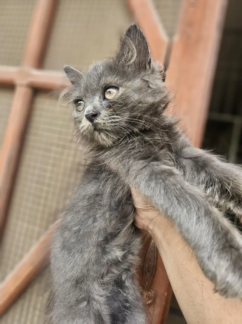 punch face near very heavy coated kittens — photo 10