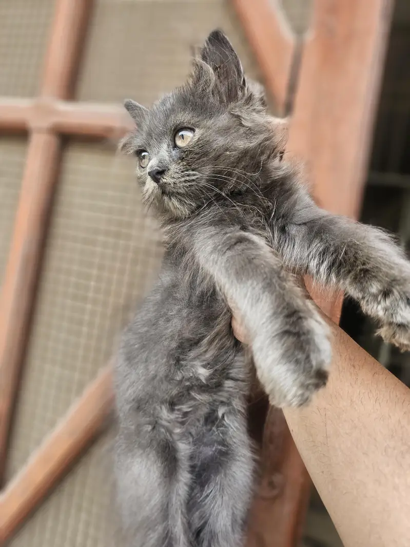 punch face near very heavy coated kittens — photo 11