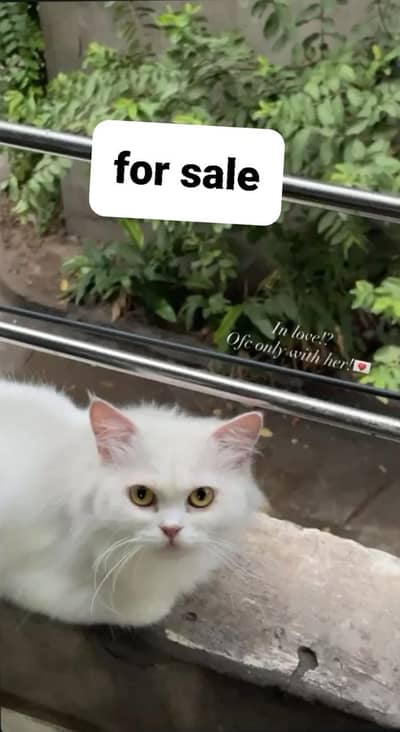 female cat baby for sale