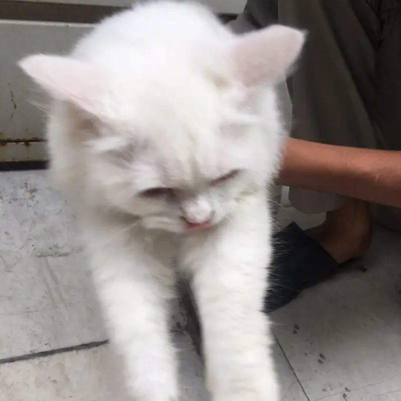 female cat baby for sale — photo 3