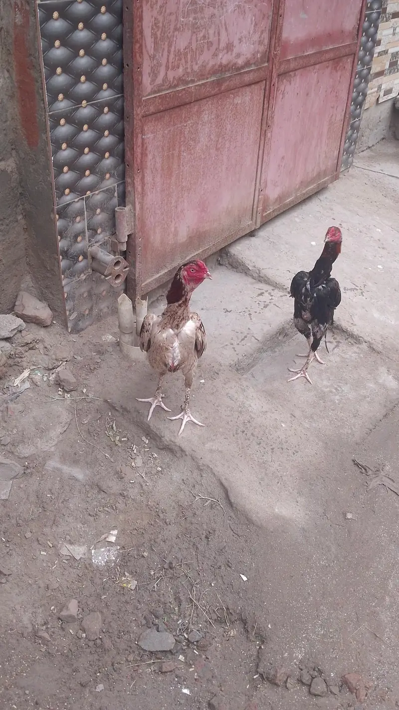 waqarfs768@gmail. com — photo 2
