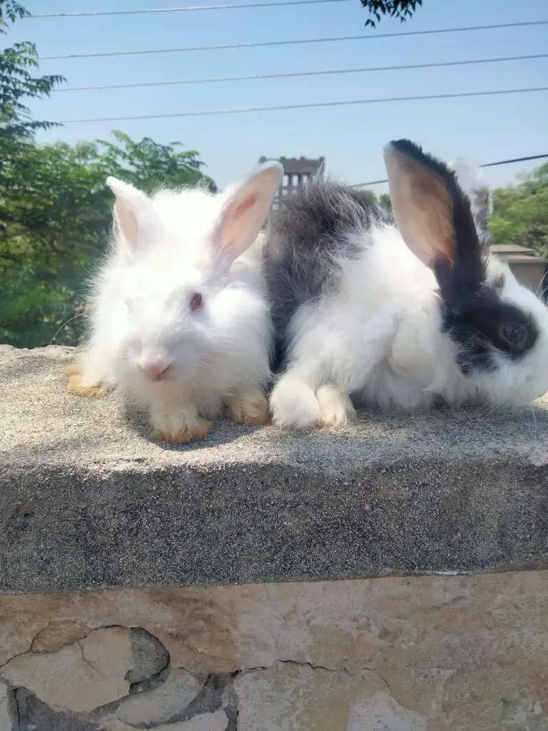 angura rabbits for sale price 1600 per piece