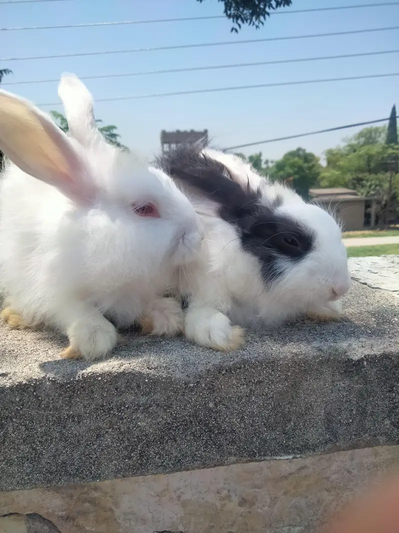 angura rabbits for sale price 1600 per piece — photo 2