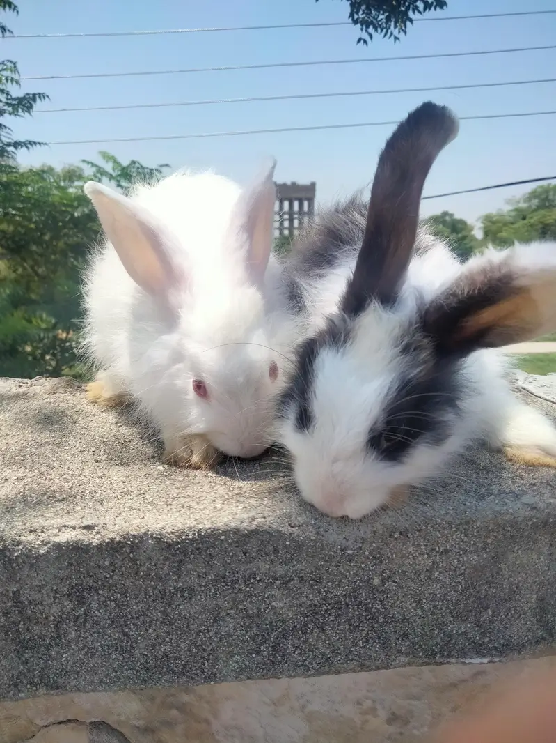 angura rabbits for sale price 1600 per piece — photo 3