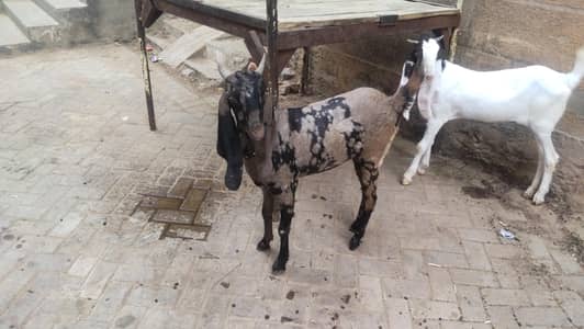 2 females for sale pure gulabi and majeeta