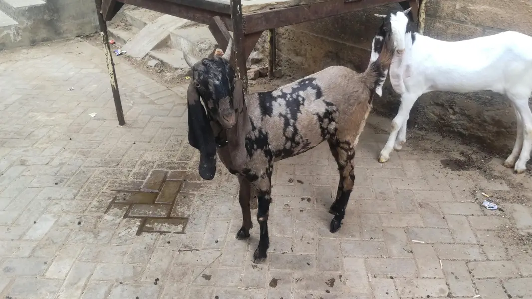 2 females for sale pure gulabi and majeeta — photo 2