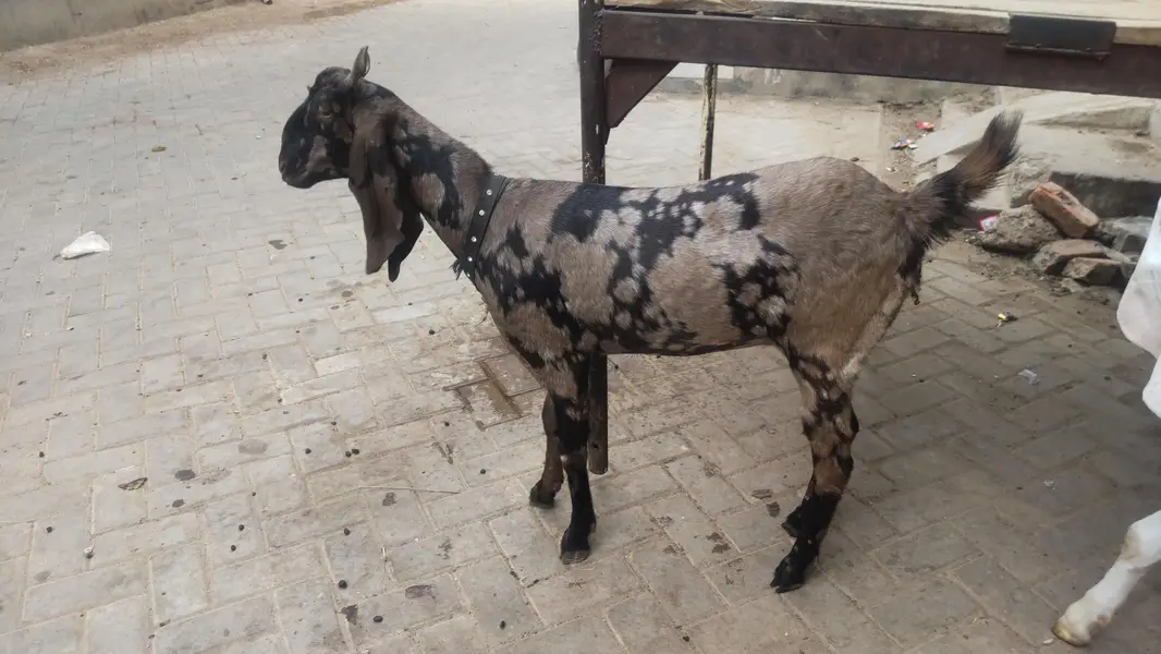 2 females for sale pure gulabi and majeeta — photo 3