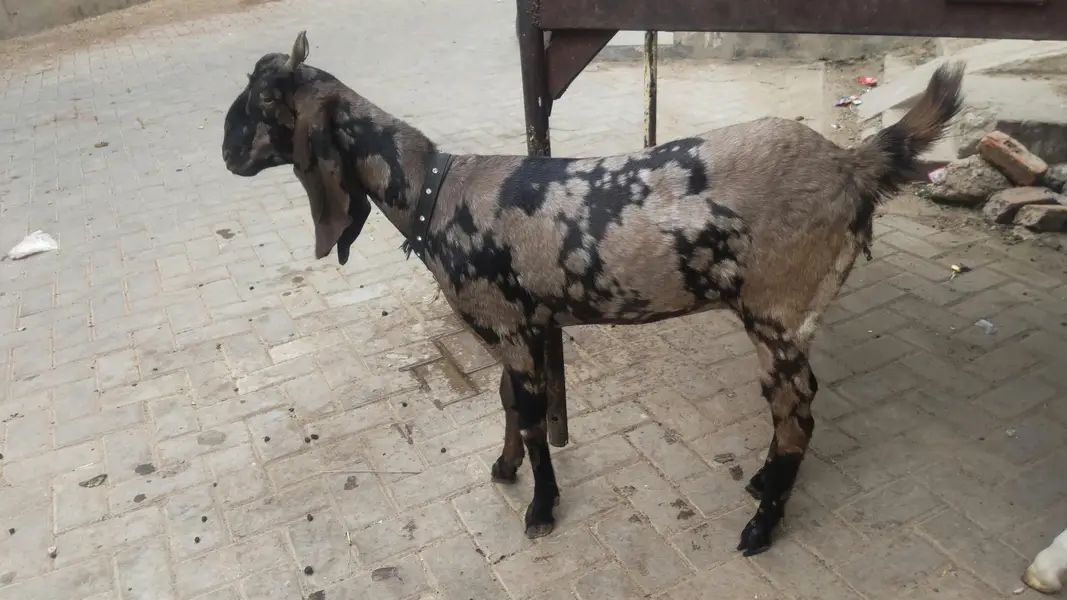 2 females for sale pure gulabi and majeeta — photo 4