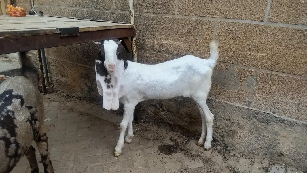 2 females for sale pure gulabi and majeeta — photo 5