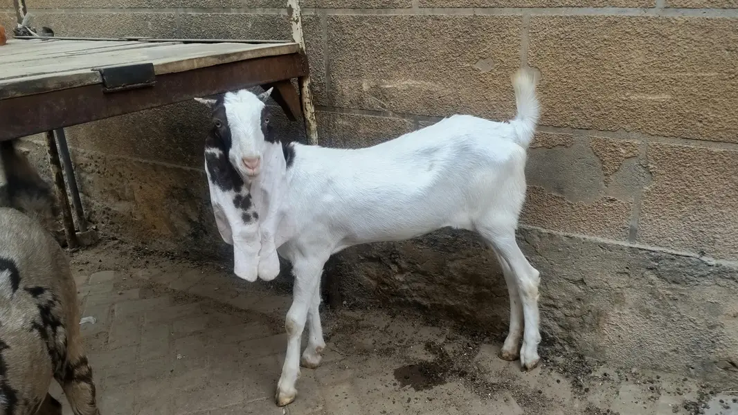 2 females for sale pure gulabi and majeeta — photo 6