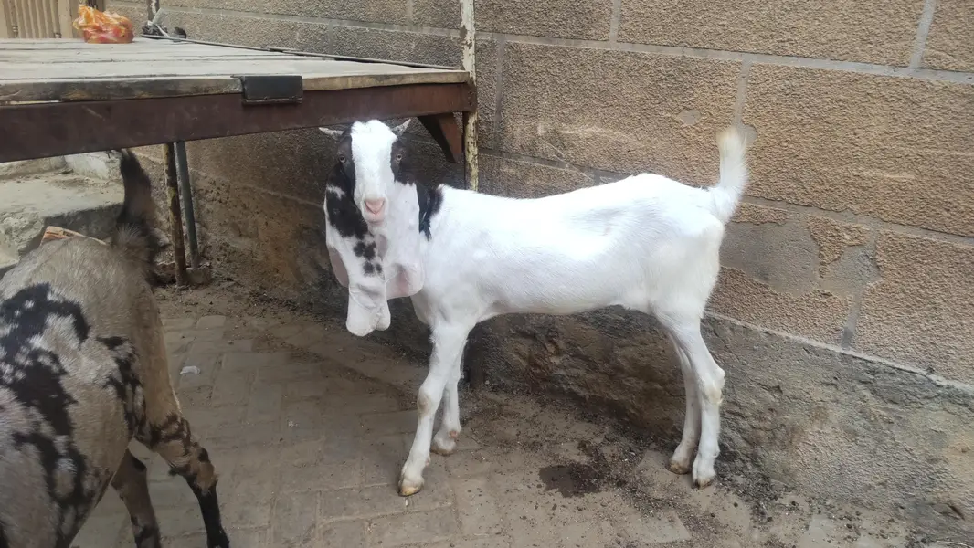 2 females for sale pure gulabi and majeeta — photo 7