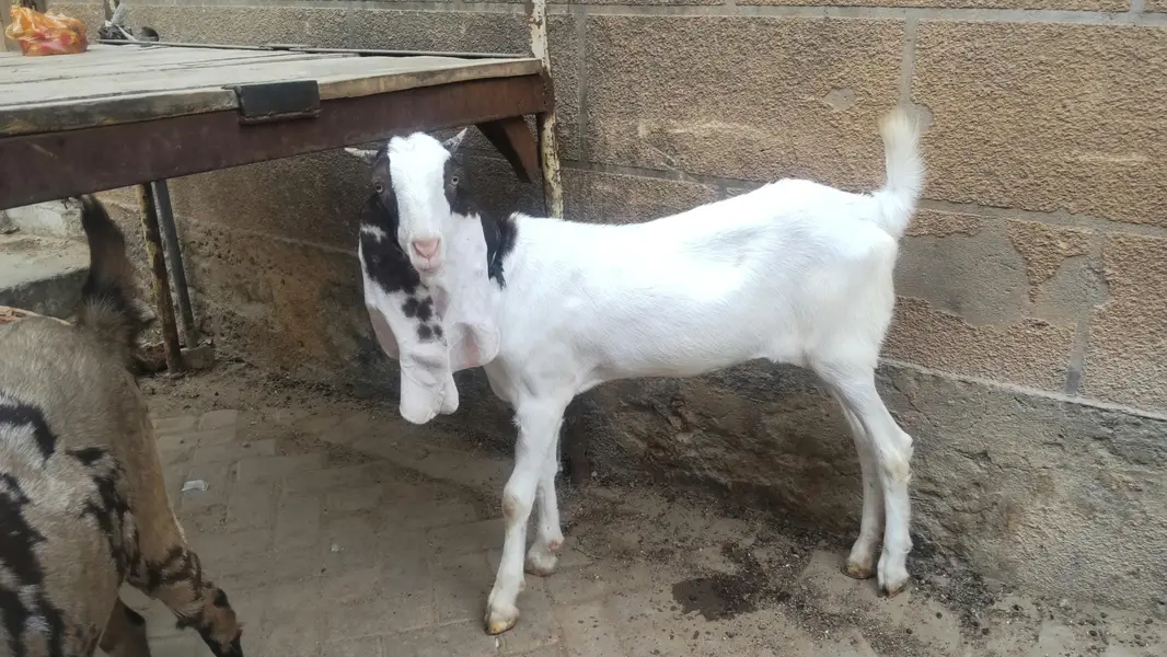 2 females for sale pure gulabi and majeeta — photo 8