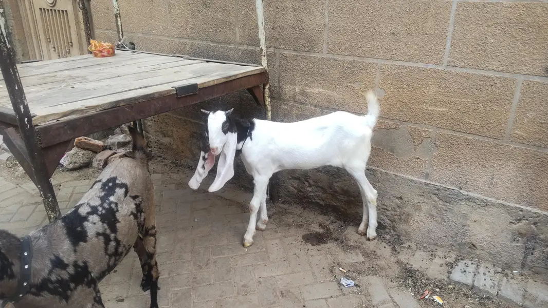 2 females for sale pure gulabi and majeeta — photo 9