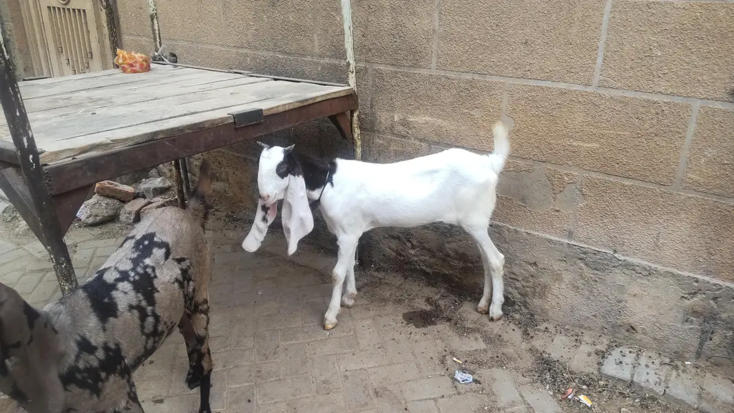 2 females for sale pure gulabi and majeeta — photo 10