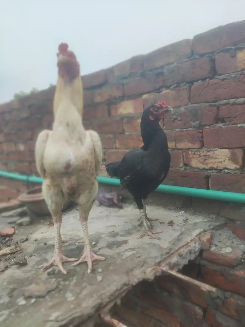 Urgent sale full active and healthy — photo 4