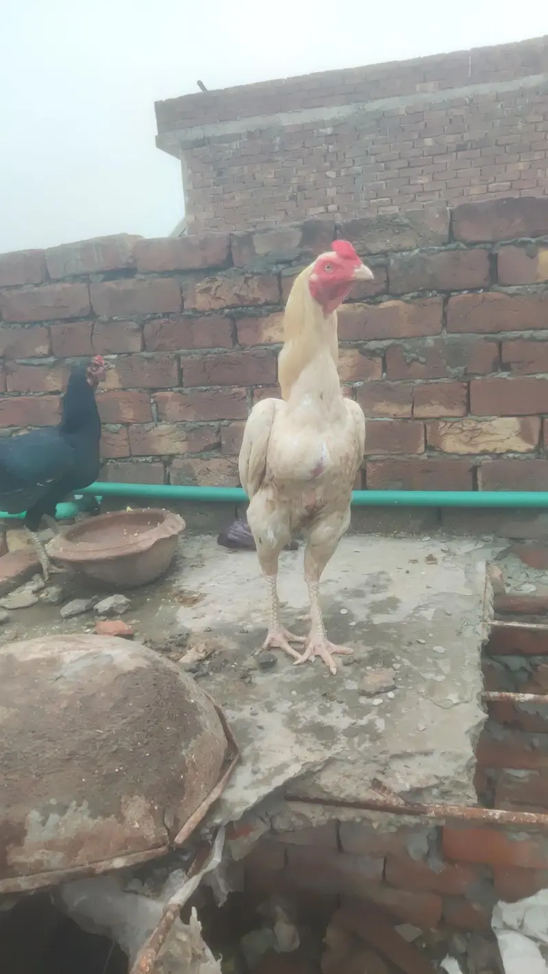 Urgent sale full active and healthy — photo 7