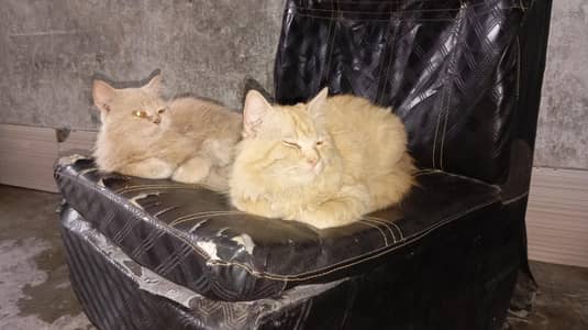 sale a bueatiful pair