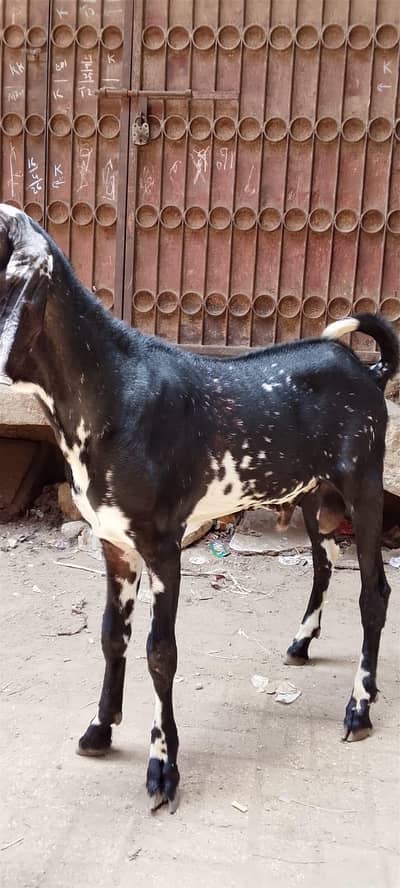 makhi cheena Bakra for sale
