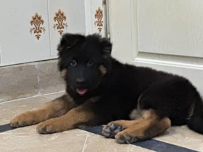 German Shepherd (Long Coat) male – Available for Sale