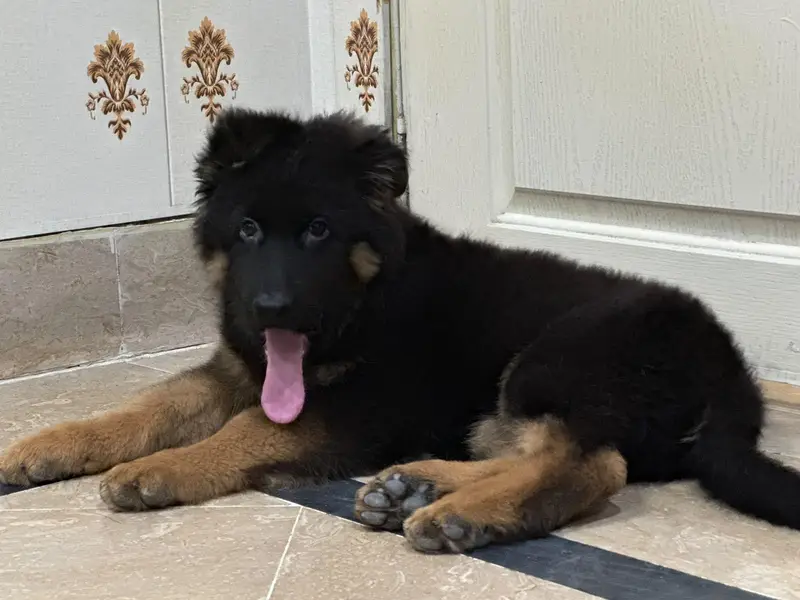German Shepherd (Long Coat) male – Available for Sale — photo 2