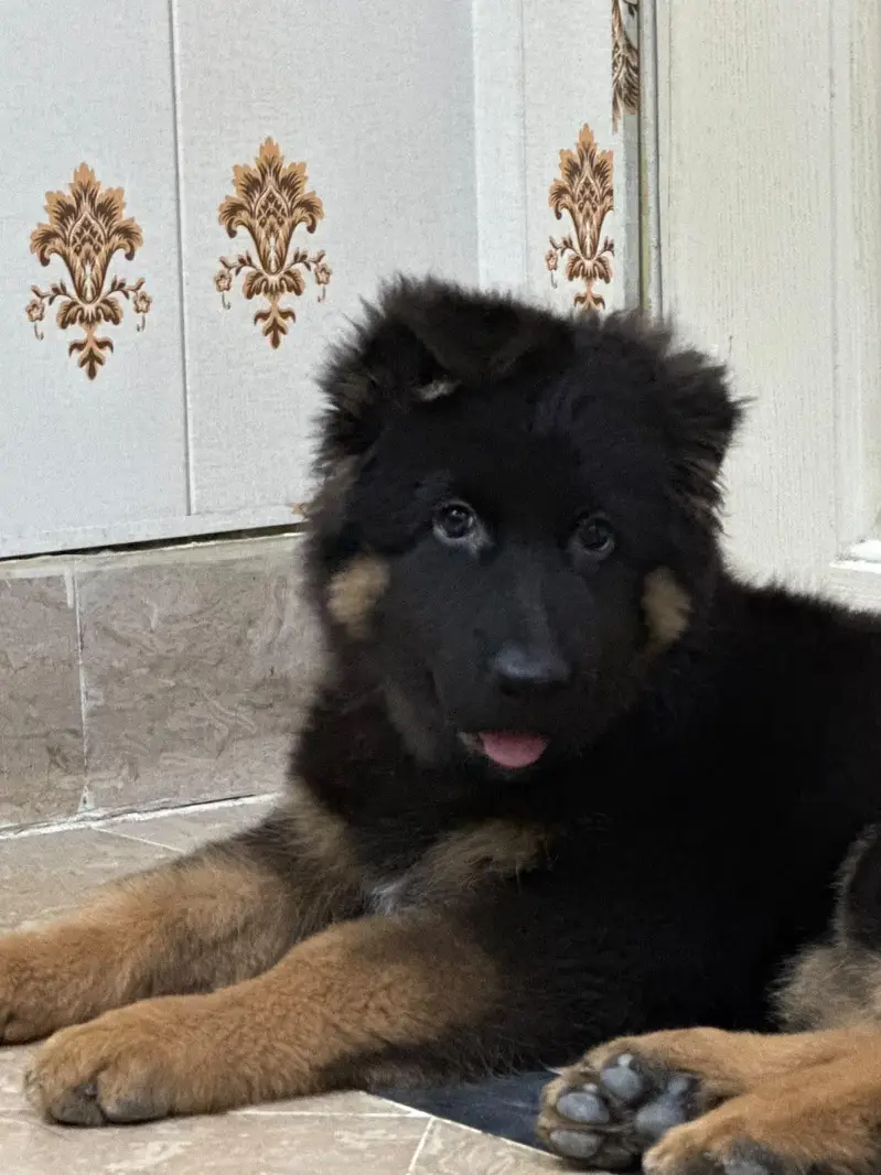 German Shepherd (Long Coat) male – Available for Sale — photo 3