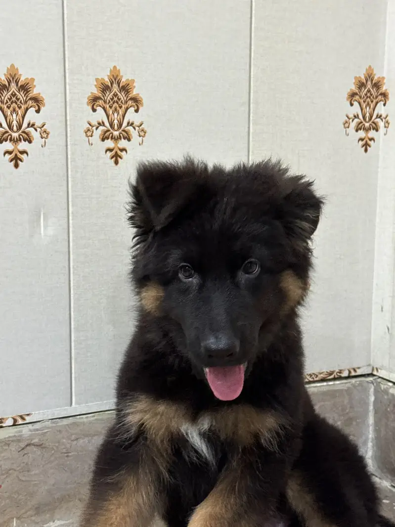 German Shepherd (Long Coat) male – Available for Sale — photo 4