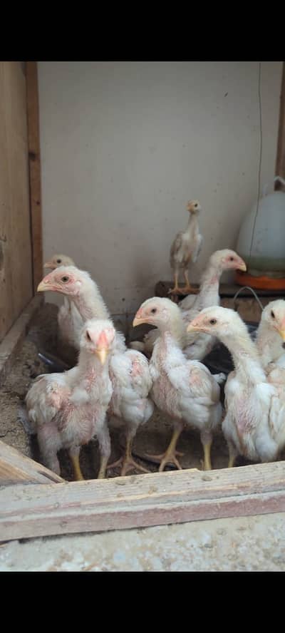 WHITE KING OH SHAMO CHICKS