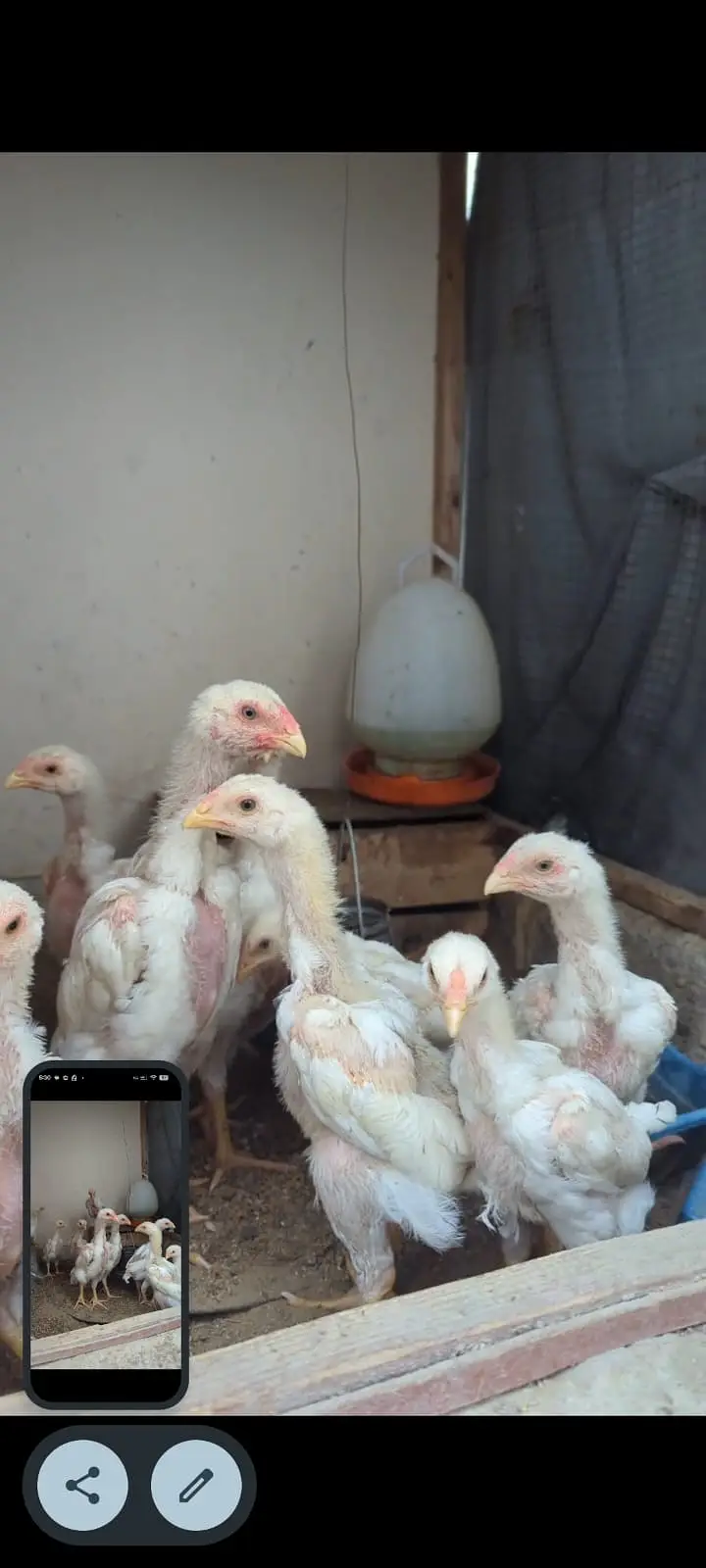 WHITE KING OH SHAMO CHICKS — photo 2